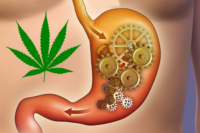 Диабетичний гастропарез та маріхуанна. medcanna.biz.ua